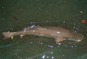 新疆大頭魚 新疆大頭魚