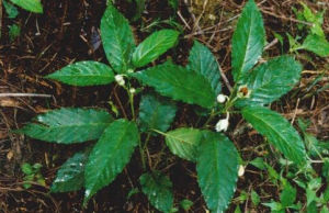 陷脈懸鉤子 陷脈懸鉤子