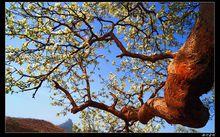 梨園[古代對戲曲班子的別稱]