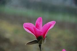 嬌紅1號 嬌紅1號