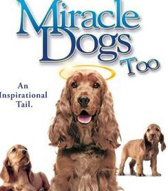 天降神犬 天降神犬