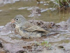 灰頸鵐指名亞種 灰頸鵐指名亞種