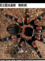 塔蘭圖拉 塔蘭圖拉