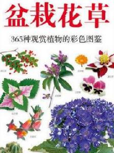 芳香花卉 芳香花卉