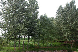 魏家莊遺址 魏家莊遺址