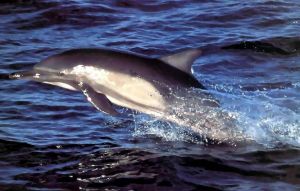 真海豚