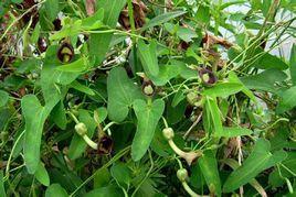 翅莖馬兜鈴 翅莖馬兜鈴