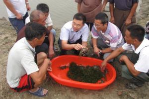 中華絨螯蟹“江海21”