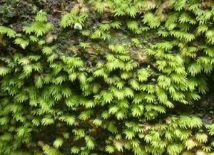 柳葉蘚屬 柳葉蘚屬