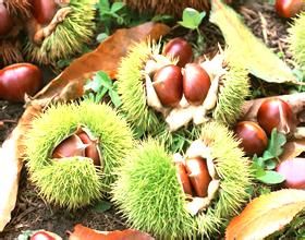 上虞魁栗 上虞魁栗