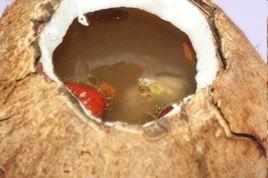 原盅椰子燉鴿子 原盅椰子燉鴿子