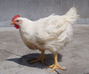 白羽雞 白羽雞