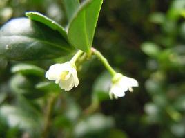 龜甲冬青 龜甲冬青