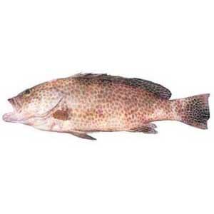 網紋石班魚 網紋石班魚