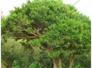 變光軟毛黃楊 變光軟毛黃楊