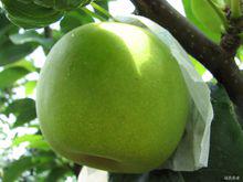 梨[薔薇科梨屬植物]