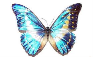 愛神閃蝶 愛神閃蝶