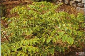 金邊遼東匆木 金邊遼東匆木