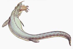 滄龍超科（Mosasauroidea）是蜥蜴的一個超科，包含滄龍科與其近親崖蜥科，生存於白堊紀晚期。滄龍超科化石時期： 白堊紀晚期 滄龍 科學分類 界： 動物界 Animalia 門： 脊索動物門 Chordata 綱： 蜥形綱 Sauropsida 目： 有鱗目 Squamata 亞目： 硬舌亞目 Scleroglossa 下目： 蛇蜥下目 Anguimorpha 總科： 滄龍超科 Mosasauriodea  科 崖蜥科 Aigialosauridae 滄龍科 Mosasauridae
