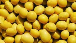 樂豆1號 樂豆1號