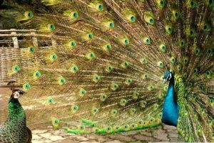 天鵝牌機繡花邊製品 天鵝牌機繡花邊製品