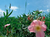 阿肯色薔薇 阿肯色薔薇