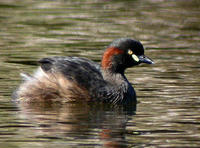 黑喉小鸊鷉 黑喉小鸊鷉