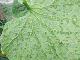 黃瓜角斑病 黃瓜角斑病