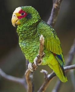 黃眼先亞馬遜鸚鵡 黃眼先亞馬遜鸚鵡