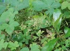 沼生拉拉藤 沼生拉拉藤