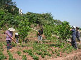 金竹村[浙江省麗水市縉雲縣壺鎮鎮下轄村]