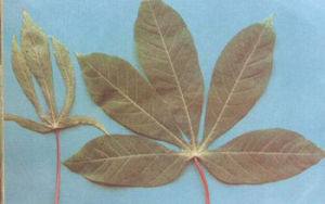 （圖）非洲木薯花葉病毒