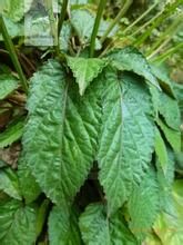 紫背貴州鼠尾草 紫背貴州鼠尾草