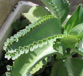 落地生根[植物物種]