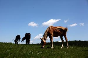 我的草原我的阿媽 我的草原我的阿媽