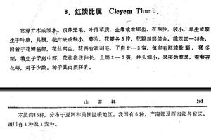 紅淡比屬 紅淡比屬