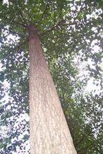 5年生丹紅楊胸徑30cm