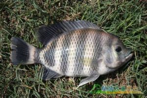 淡水蘇眉魚 淡水蘇眉魚