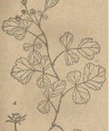 鵝仔不食草 鵝仔不食草