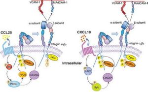 整合蛋白 整合蛋白