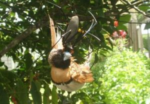 如圖所示，這是在澳大利亞凱恩斯市一處後花園中，一隻黃金圓蛛正在吞食落入網中的鳥。
