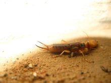 吃食玉米的蠼螋