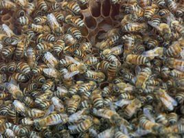 蜂群思維 蜂群思維