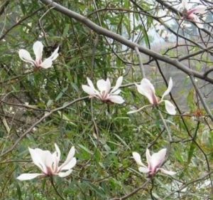 羅田玉蘭 羅田玉蘭