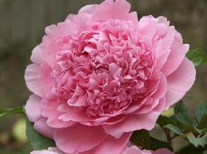 四川牡丹 四川牡丹