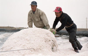 灌東鹽場 灌東鹽場