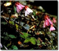 長柄垂頭菊 長柄垂頭菊