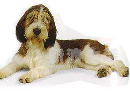 大長捲毛矮腿犬 大長捲毛矮腿犬