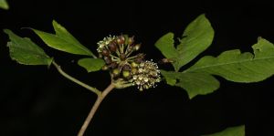 柔毛五加（變種）