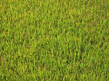 團山村[雲南省臨滄市雲縣曉街鄉下轄村]